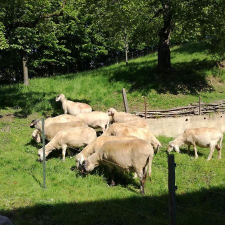 Landhof Ella - Ferienhaus Vor Den Toren Salzburgs Petting Eksteriør billede