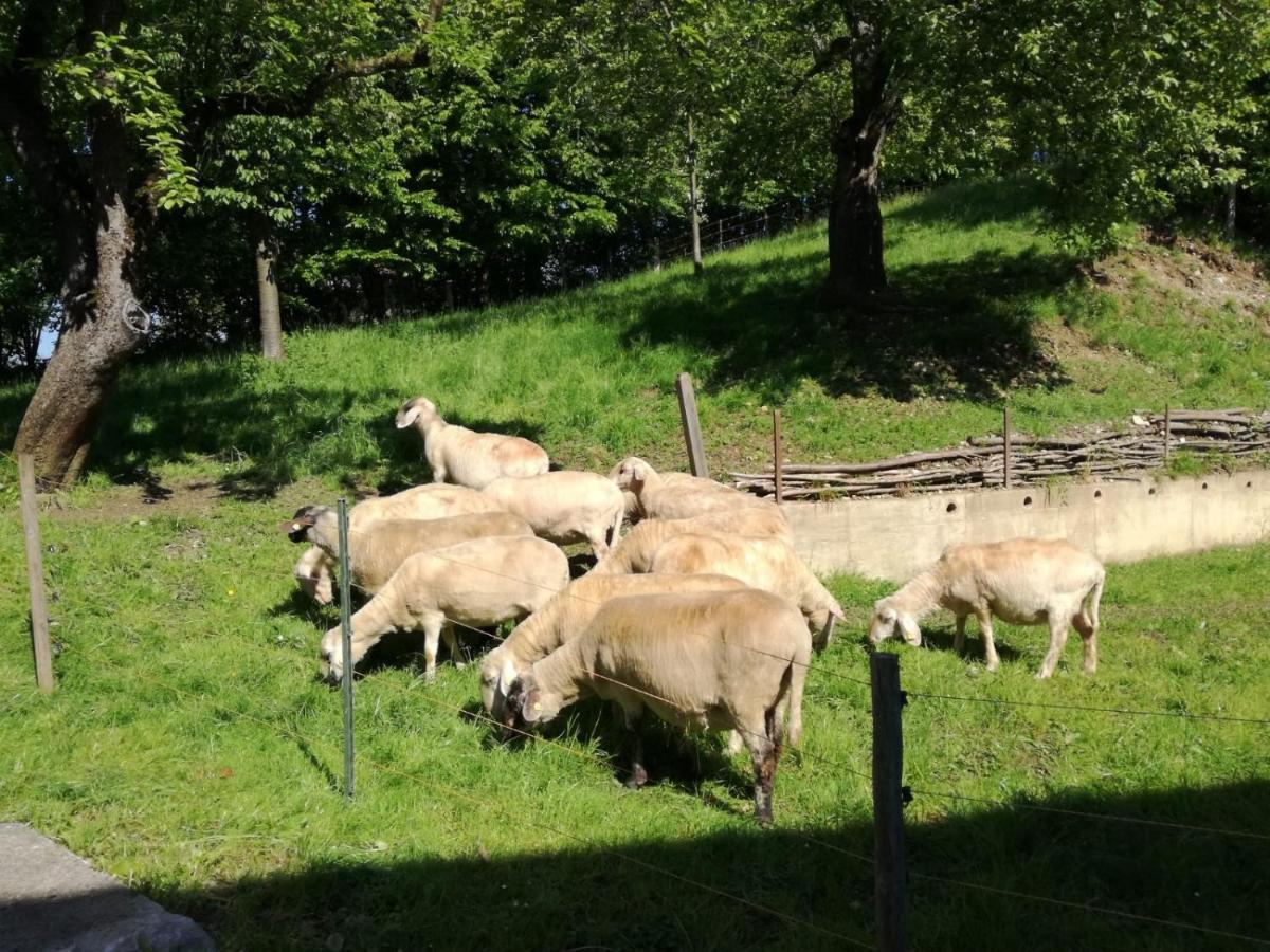Landhof Ella - Ferienhaus Vor Den Toren Salzburgs Petting Eksteriør billede