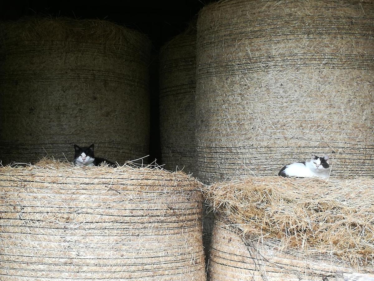 Landhof Ella - Ferienhaus Vor Den Toren Salzburgs Petting Eksteriør billede